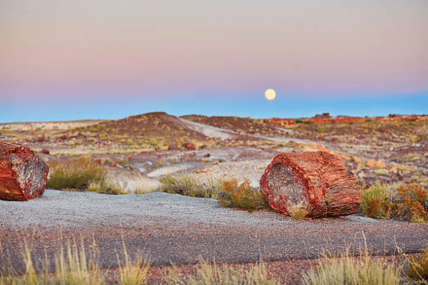 Petrified Forest National Park