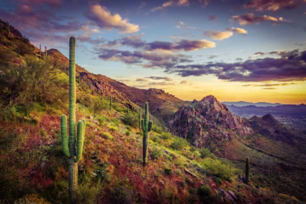 Saguaro National Park
