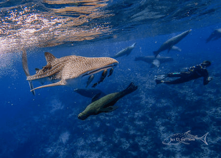 Cabo Pulmo National Marine Park