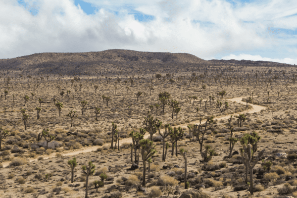 Joshua Tree’s Backcountry