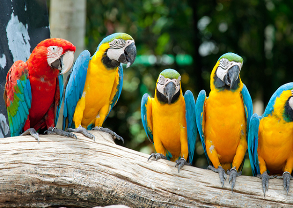 Parrot Mountain & Gardens