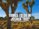 Things to Do in Joshua Tree