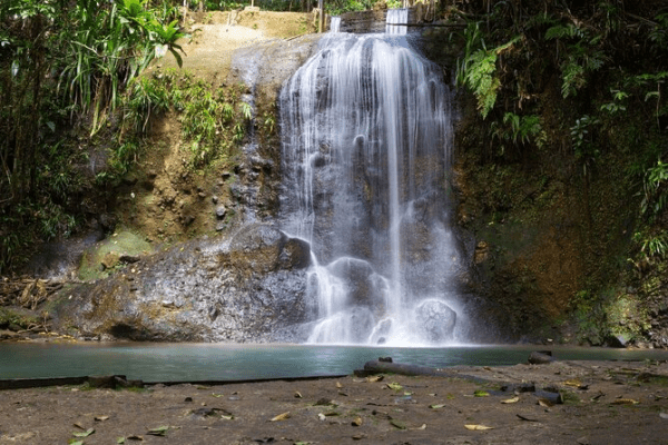 Colo-i-Suva Forest Park