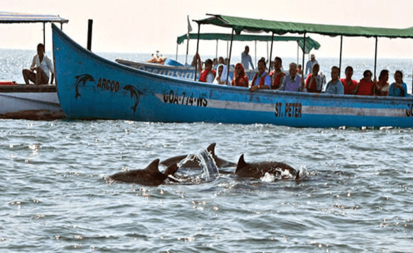 Dolphin-Watching Cruise
