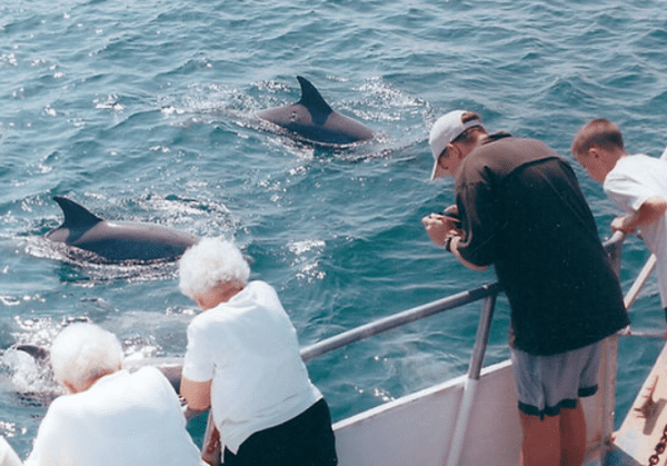 Dolphin Watching