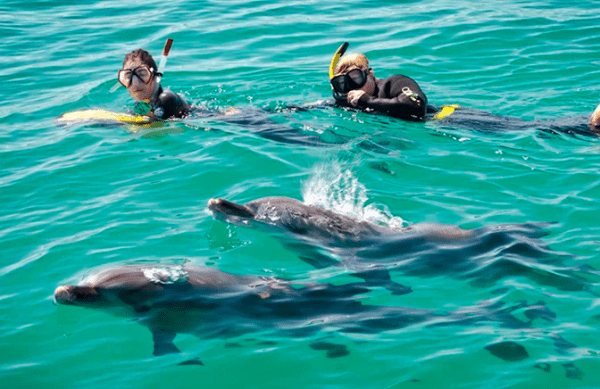 Dolphins
