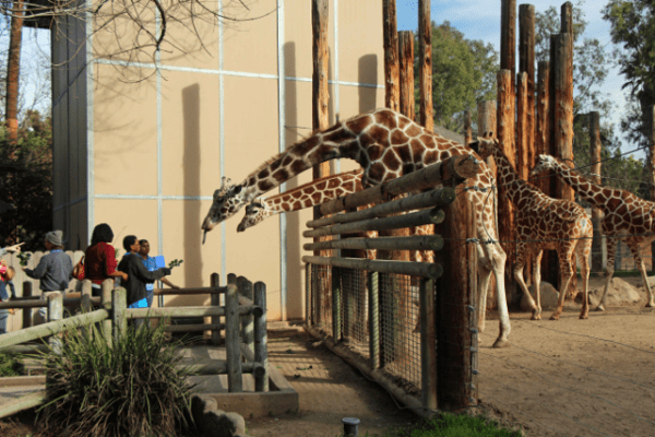 Fresno Chaffee Zoo