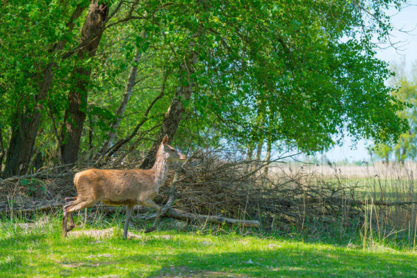 Malsi Deer Park