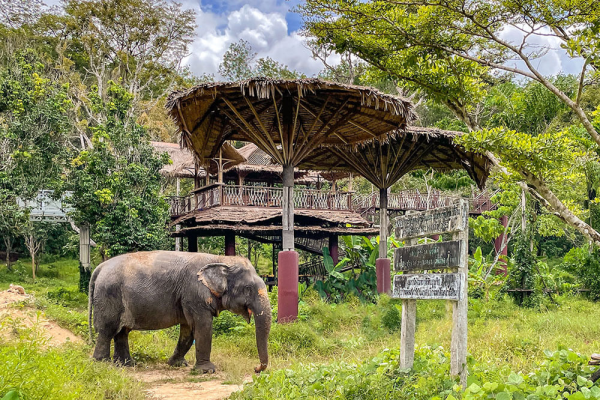 Phuket Elephant Sanctuaries