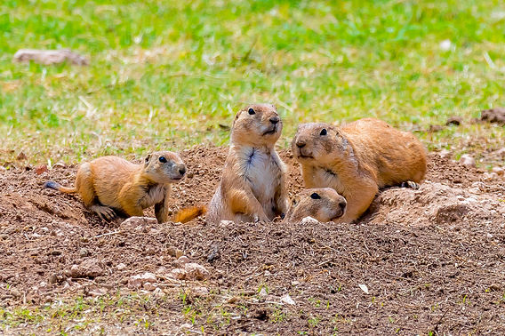 Prairie Dog Town