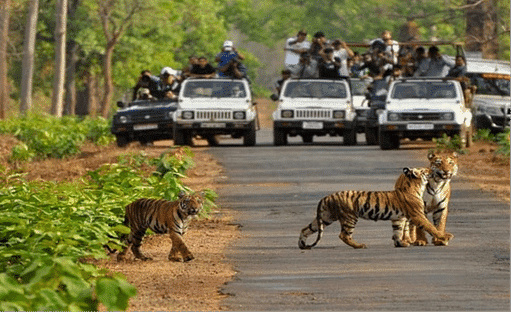Rajaji National Park for Wildlife Safari