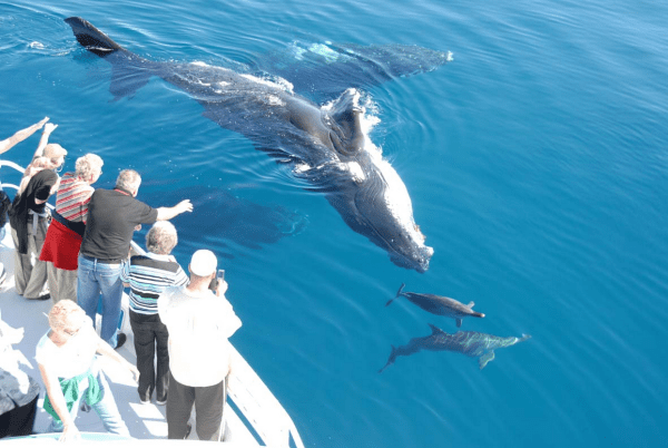 Whale and Dolphin Watching