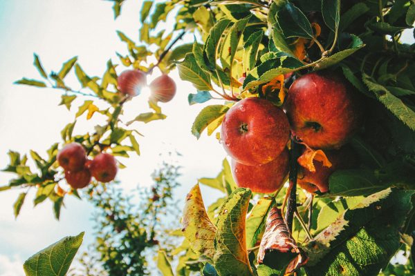 Apple Picking or Enjoy Fresh Bites at Mercier Orchards