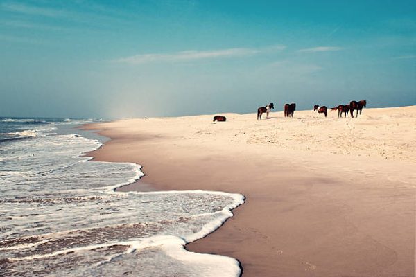 Assateague Island
