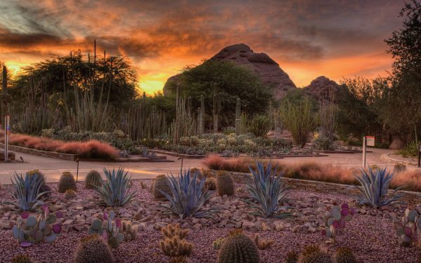 Desert Botanical Garden