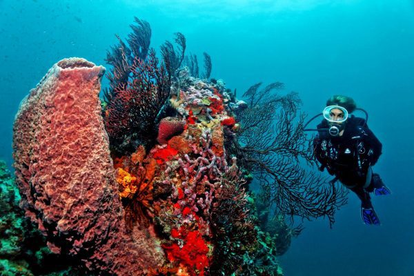 Diving in Anse Chastanet