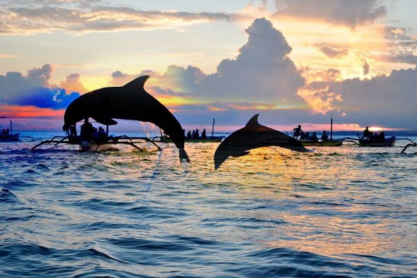 Dolphin Watching Tour