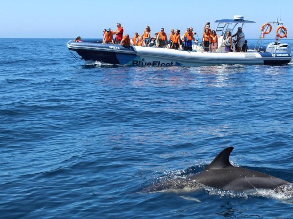 Dolphin or Whale Watching Tour