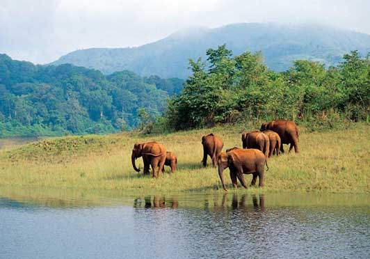 Elephant Ride in Periyar