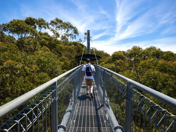 Illawarra Fly Treetop Walk