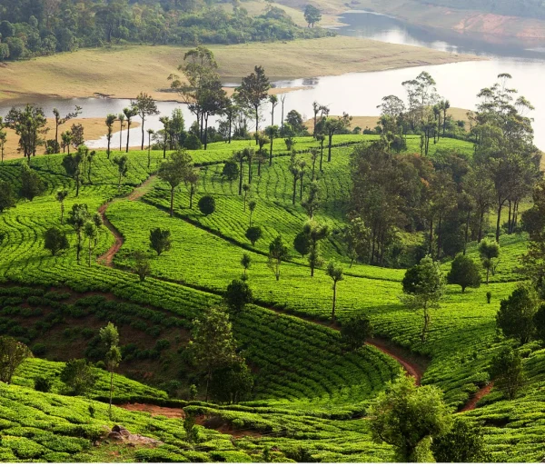 Spice Plantations