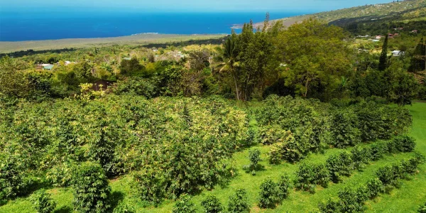 Coffee Farm in Kona Coffee Country