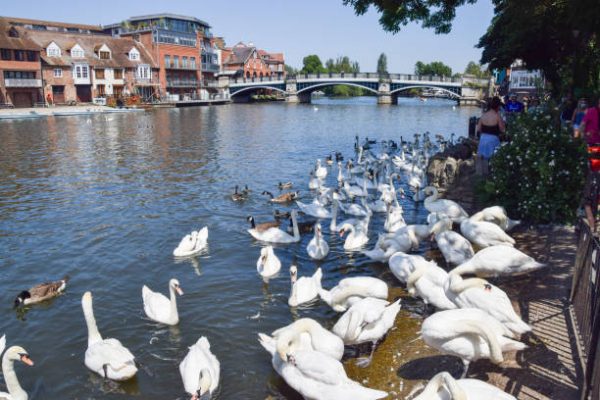 Queen's Swans at Windsor