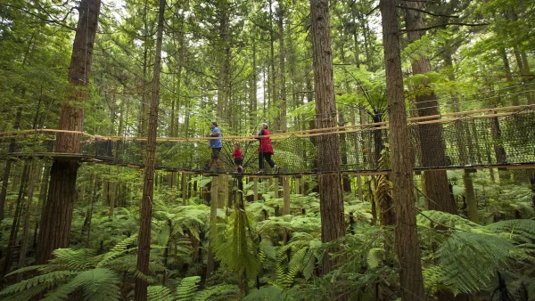 Giant Redwoods in Whakarewarewa Forest