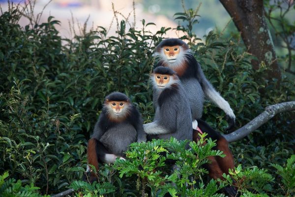 Son Tra (Monkey Mountain)