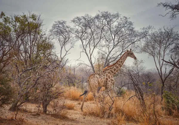 Sumu Wildlife Park, Bauchi