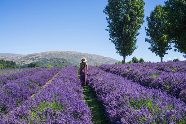 Wanaka Lavender Farm