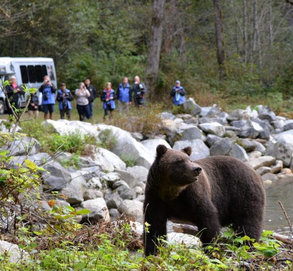 Wildlife or Bear-Watching Tour
