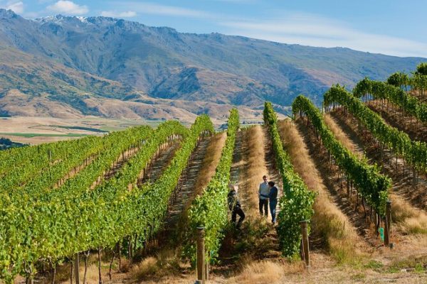 Wine Tasting in Central Otago