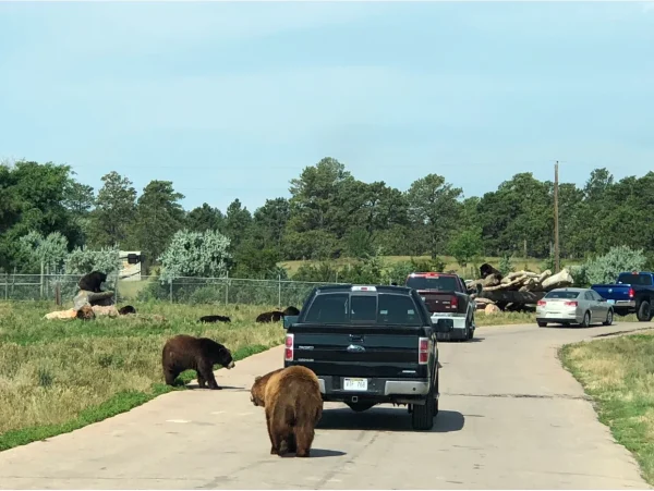 Bear Country USA