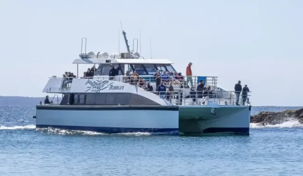 Boat Tour or Go Whale Watching