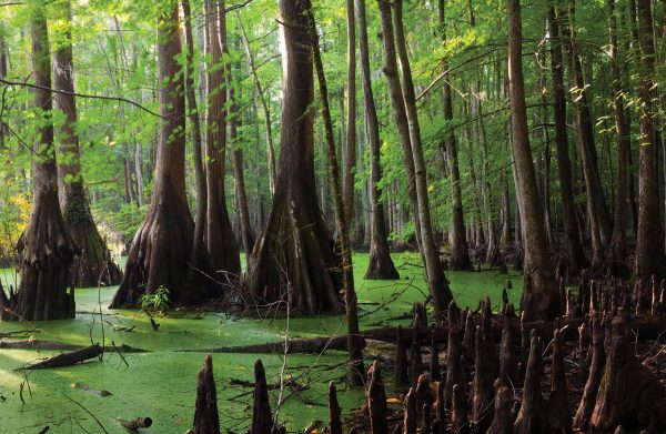 Dismal Swamp Preserve