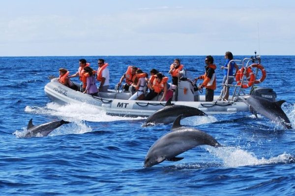 Dolphin Watching in Pamilacan Island