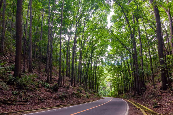 Man-Made Forest in Bilar