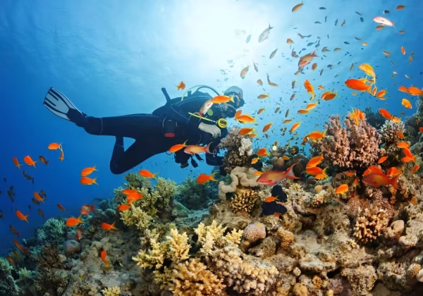 Scuba Diving or Snorkeling