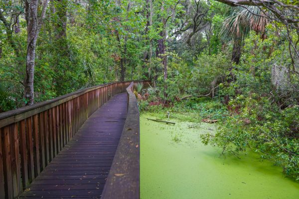 Sea Pines Forest Preserve