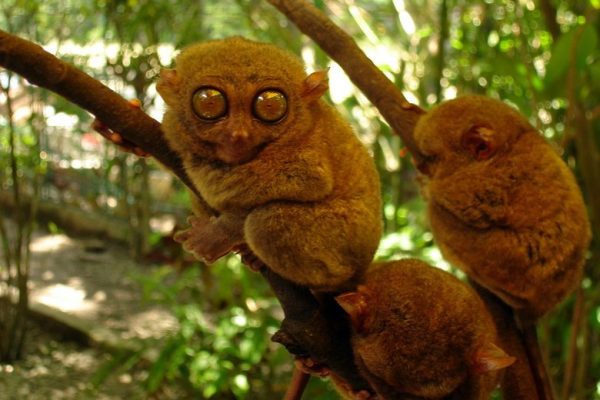 Tarsiers at the Bohol Tarsier Sanctuary