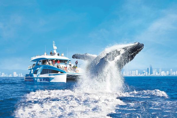 Whale Watching (June–October)
