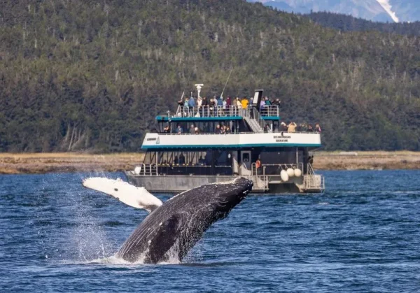 Whale Watching