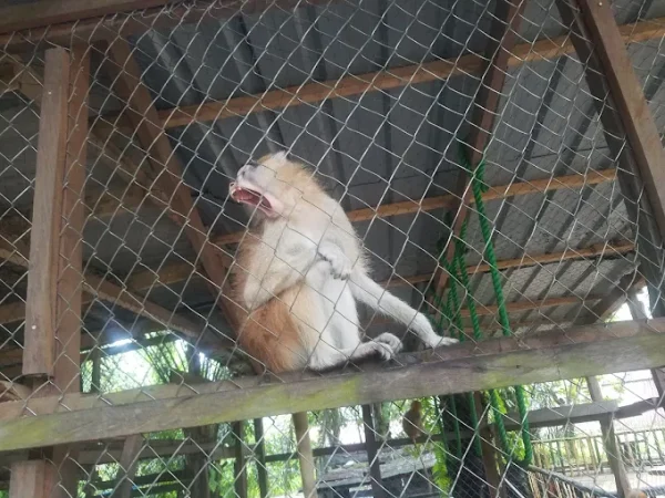 Wildlife Encounters