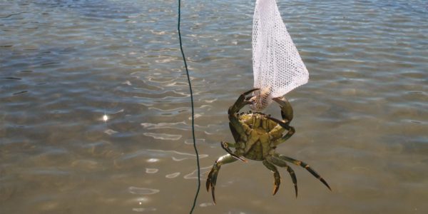 Crabbing at the Harbour Walls