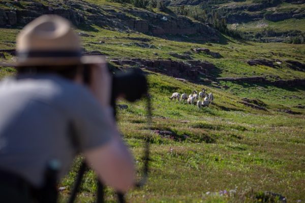 Wildlife Watching