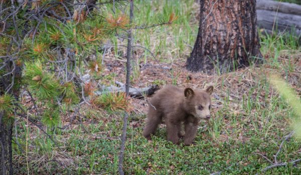 Wildlife in Jasper National Park