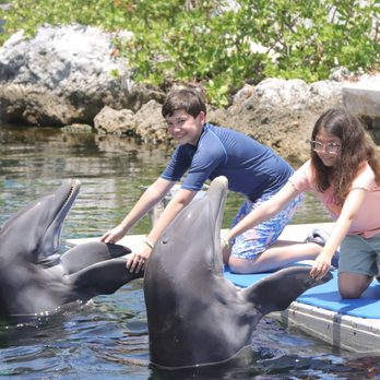 Dolphins at Dolphins Plus Bayside