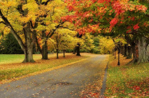 Fall Foliage Drive