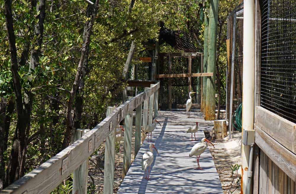 Florida Keys Wild Bird Rehabilitation Center
